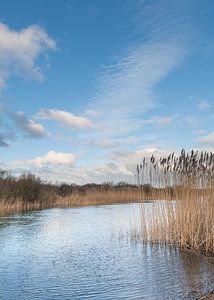 Riet van Johanna Blankenstein