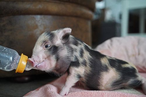Bonte miniatuur handopfok biggetjes tijdens voedertijd