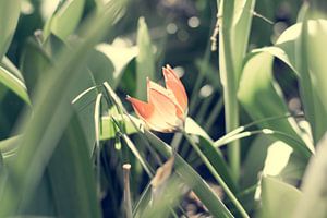 Klein oranje tulp