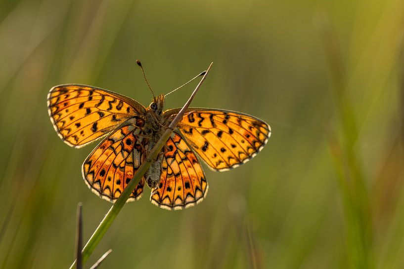 Silbermond von Carolina Roepers