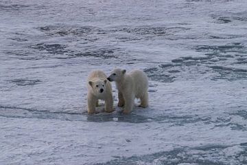 Cubs Polar bear Spitsbergen by Merijn Loch