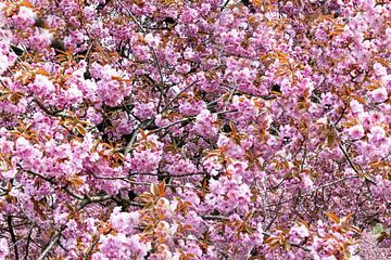 Kirschblüte von Frank Herrmann