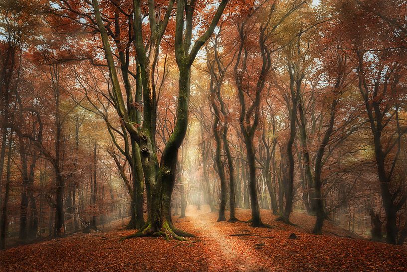 Small path through the forest by Elly Besselink
