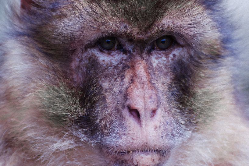 Monkey, I'll see you. by Karin van Rijn