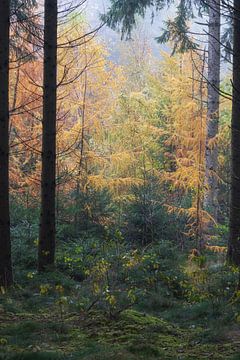 Autumn colors in forest with fog in south Germany