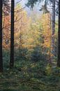 Autumn colors in forest with fog in south Germany by Daniel Pahmeier thumbnail