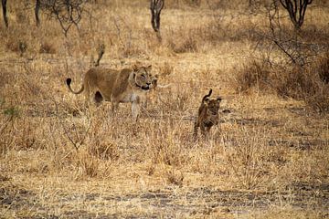 Wildlife Tanzania, lioness and cub by Megan Schouten
