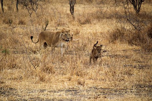 Wildlife Tanzania, lioness and cub