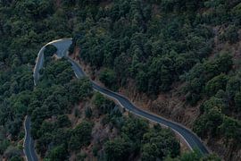 Chemin sinueux à travers une forêt de montagne dense
