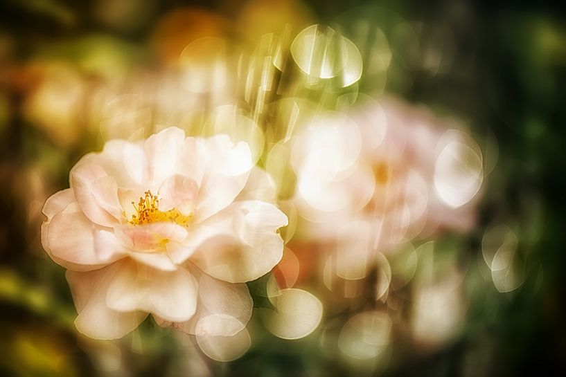 Enchanting Salmon Rose Petals by Nicc Koch