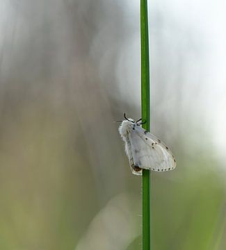 Witte tijger nachtvlinder op een grashalm van Truus Hagen