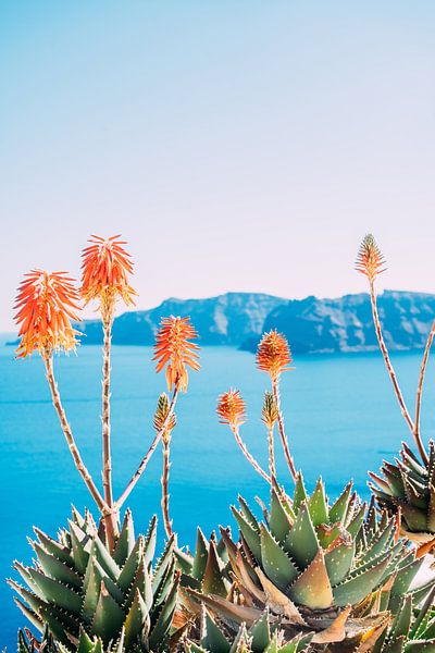 Orange Agave Flowers by Patrycja Polechonska
