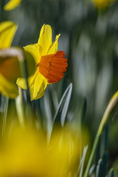 Leuchtende Seele der Wiese von Photoart-Naegele