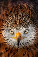 Rode wouw