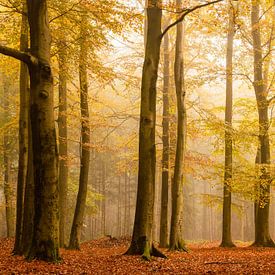 Beukenbomen in de herfst van Marloes ten Brinke