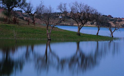 Les arbres au bord du lac