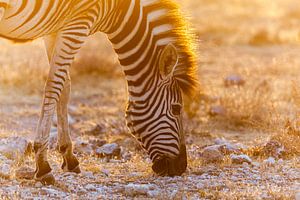 Zèbres broutant au coucher du soleil à Etosha, en Namibie.