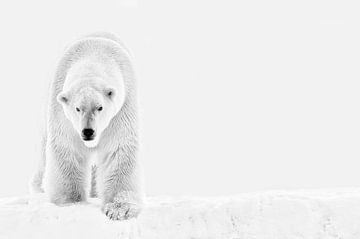 ours polaire dans la neige. sur Tilly Meijer