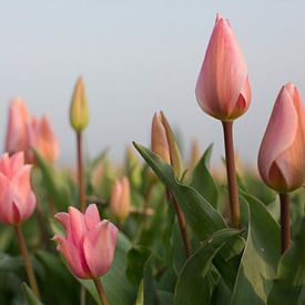 Roze tulpen van Monique Hassink