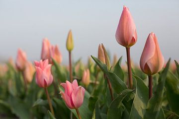 Roze tulpen van Monique Hassink
