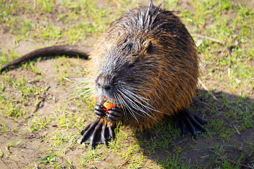 de foto toont wilde levende nutria
