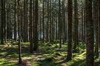 Wald mit Moos