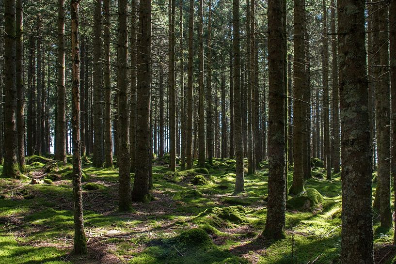 mossy forest by Klaartje Majoor