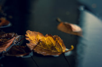 The vivid color of the autumn leaf