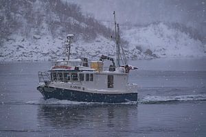 Lofoten Fischer