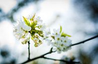 Weiße Fruchtblüten in den Bäumen von Fotografiecor .nl Miniaturansicht