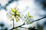 Witte fruit bloesems in de bomen van Fotografiecor .nl thumbnail