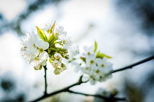 Weiße Fruchtblüten in den Bäumen