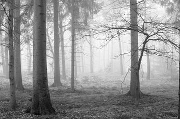 Fog in the forest by Gonnie van de Schans
