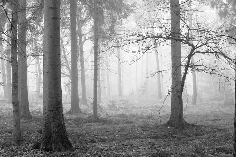 Brouillard dans la forêt par Gonnie van de Schans