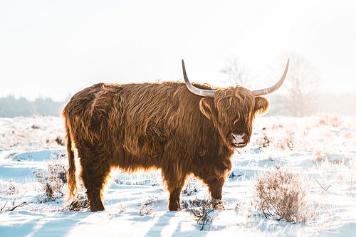 Schotse Hooglander in de sneeuw