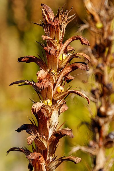 Acanthus version 2 of 2 by Anjo ten Kate