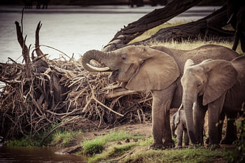 Drinking elephants by river in color