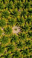 The little palmtree