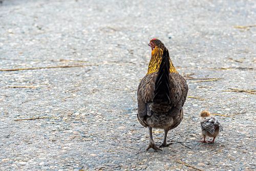 Moederkip met kuiken