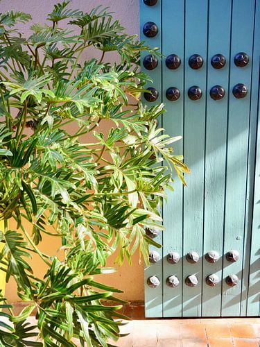 Porte marocaine avec plante