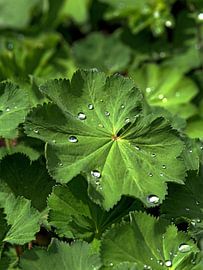 Des gouttes d'eau sur une feuille