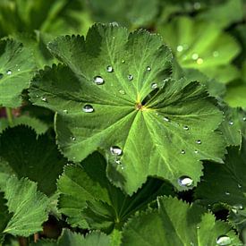 Water droplets on a leaf by Edwin Arendts