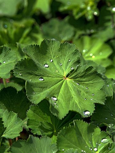 Water droplets on a leaf