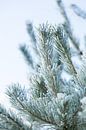 Winter in Nederland | Kerstboom met sneeuw  van Chantal Cornet thumbnail