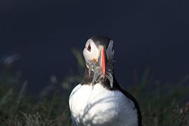 Puffins with sandeels Iceland by Frank Fichtmüller