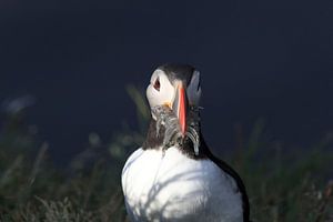 Papageitaucher mit Sandaalen Iceland