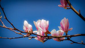 Gewone Magnolia