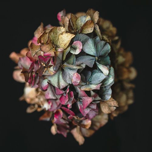 Power of Transition van Karin Bakker Fotografie