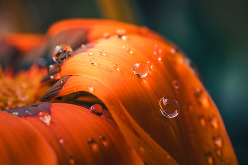 Regenparels
