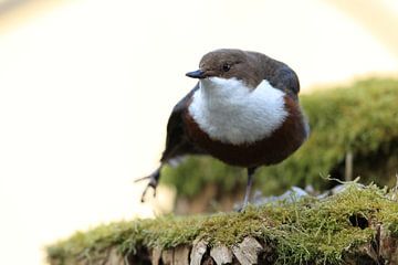 white-throated dipper germany by Frank Fichtmüller